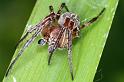 Larinioides_cornutus_D3110_Z_88_Loosdrechtse plassen_Nederland
